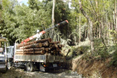 森林整備（間伐材の搬出）イメージ