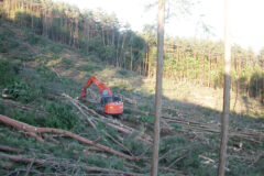 森林整備（樹種転換のための伐出）イメージ