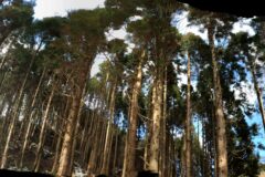 間伐（山林立木の間引き伐採）は森林に太陽光の恵みを注ぐために行いますイメージ